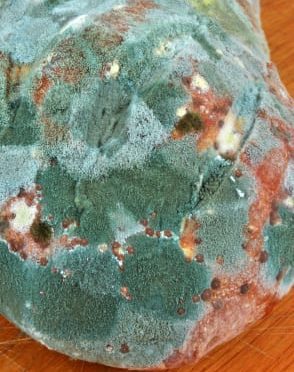 mould