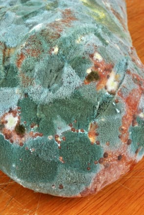 mould